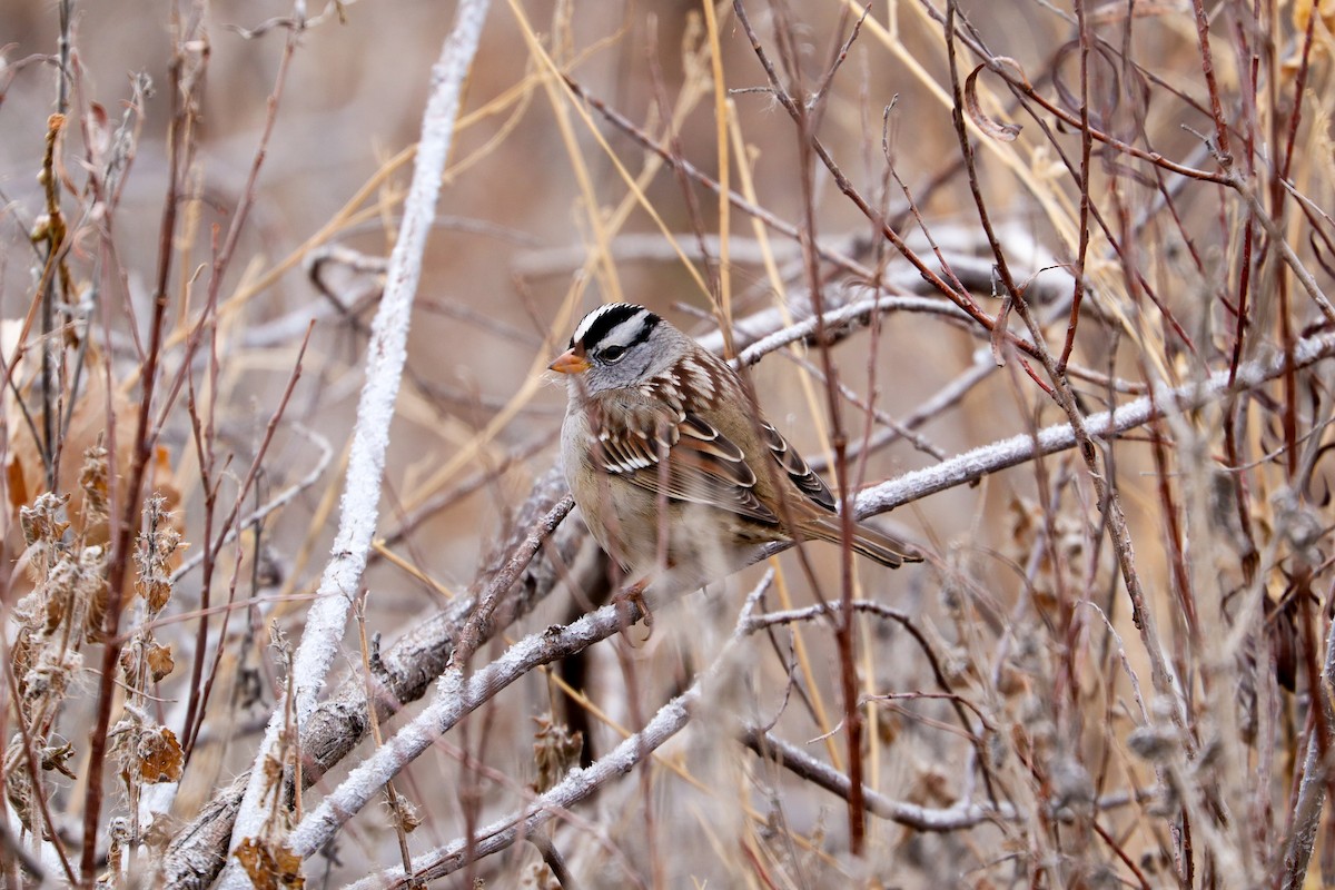 White-crowned Sparrow - ML646140530