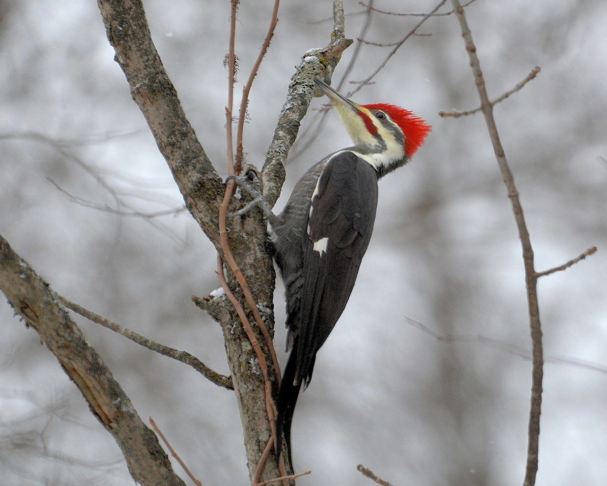 Pileated Woodpecker - ML646140536