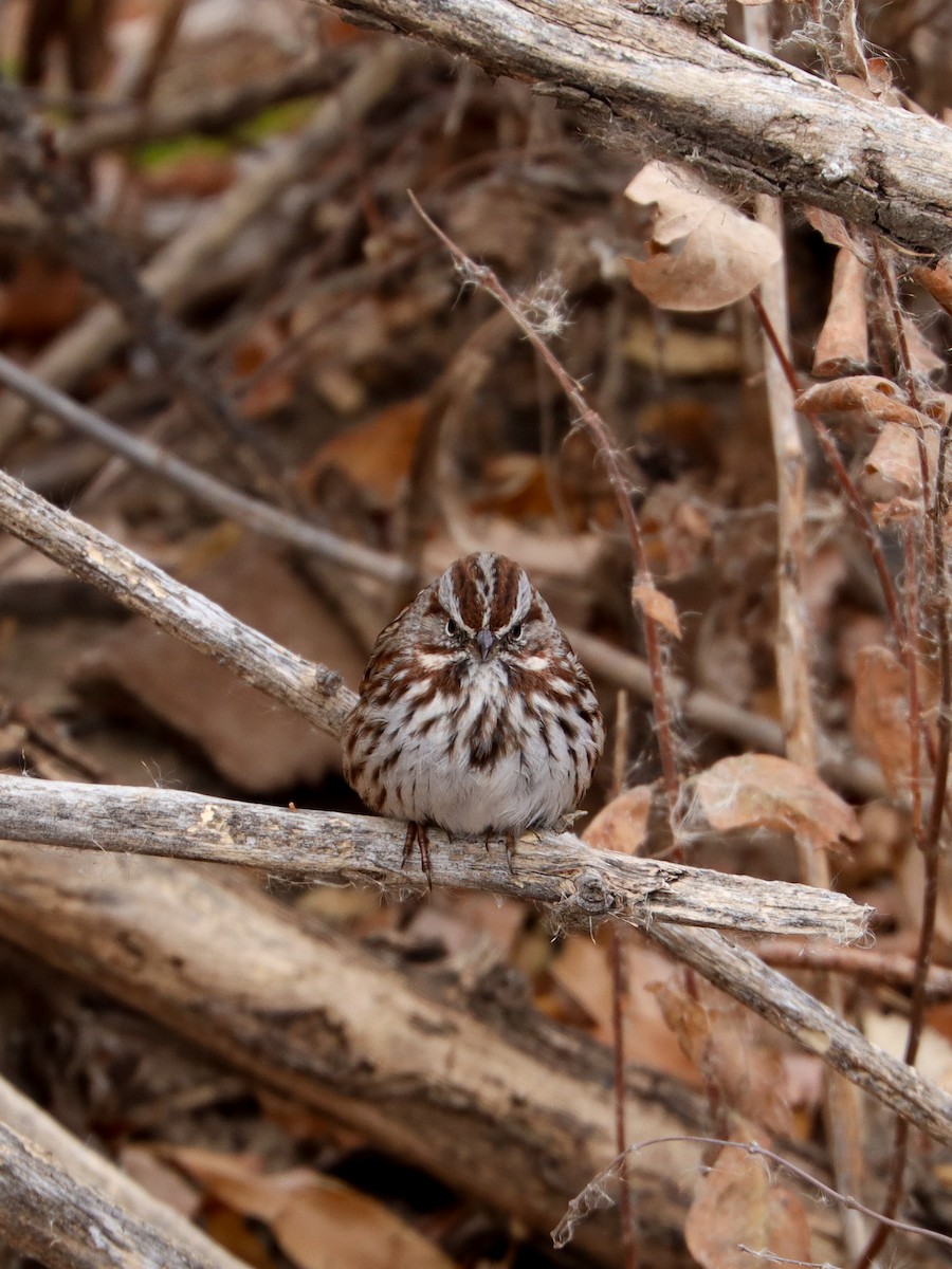 Song Sparrow - ML646140539
