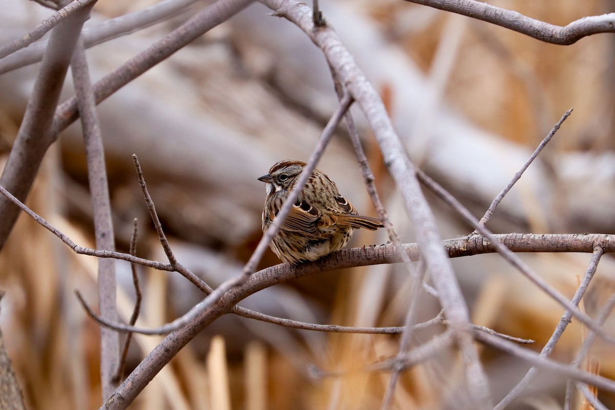 Song Sparrow - ML646140540