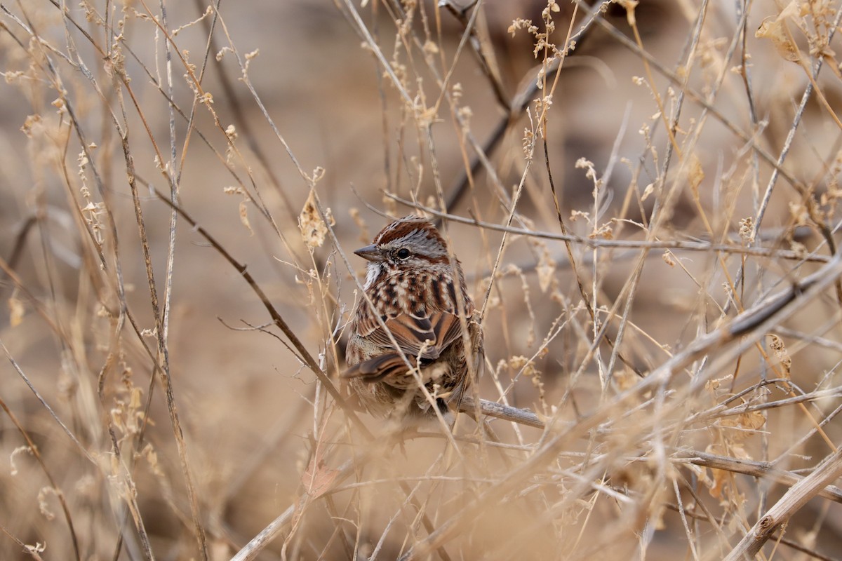 Song Sparrow - ML646140541
