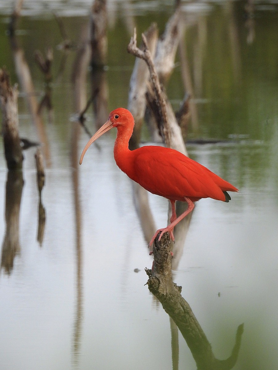 Scarlet Ibis - ML646140547