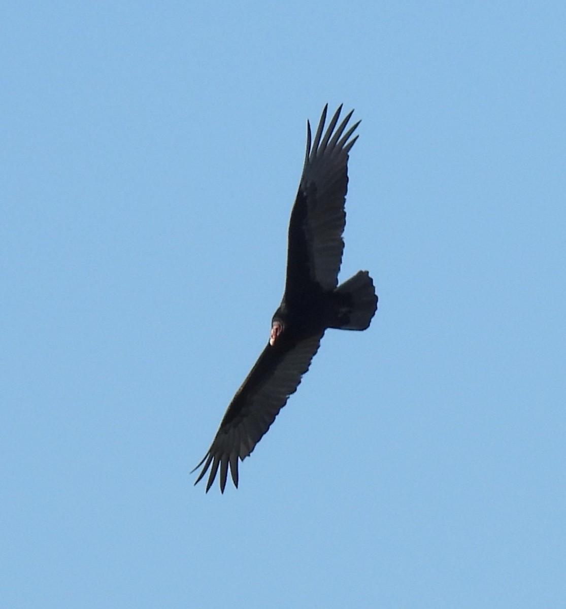 Turkey Vulture - ML646140561