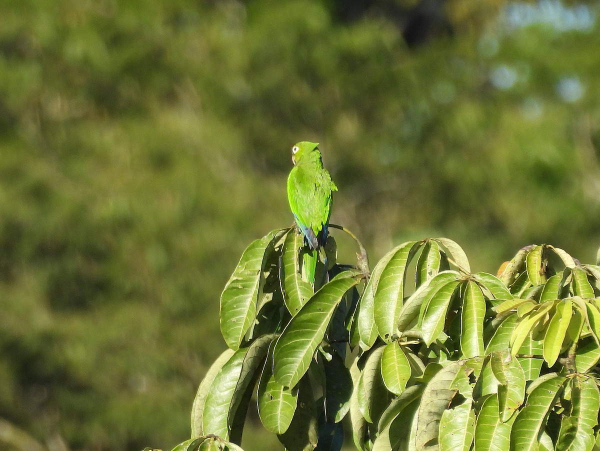 Olive-throated Parakeet - ML646140564