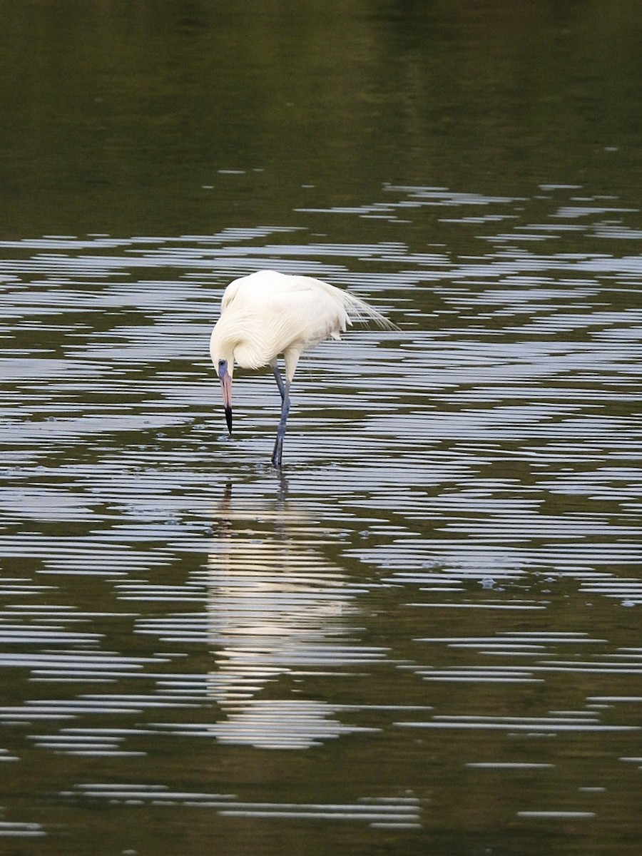 Reddish Egret - ML646140567