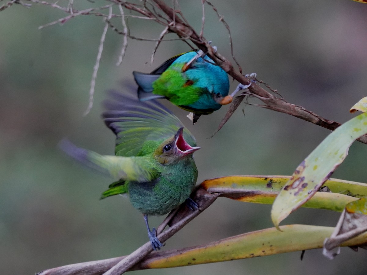 Calliste rouverdin - ML646140568