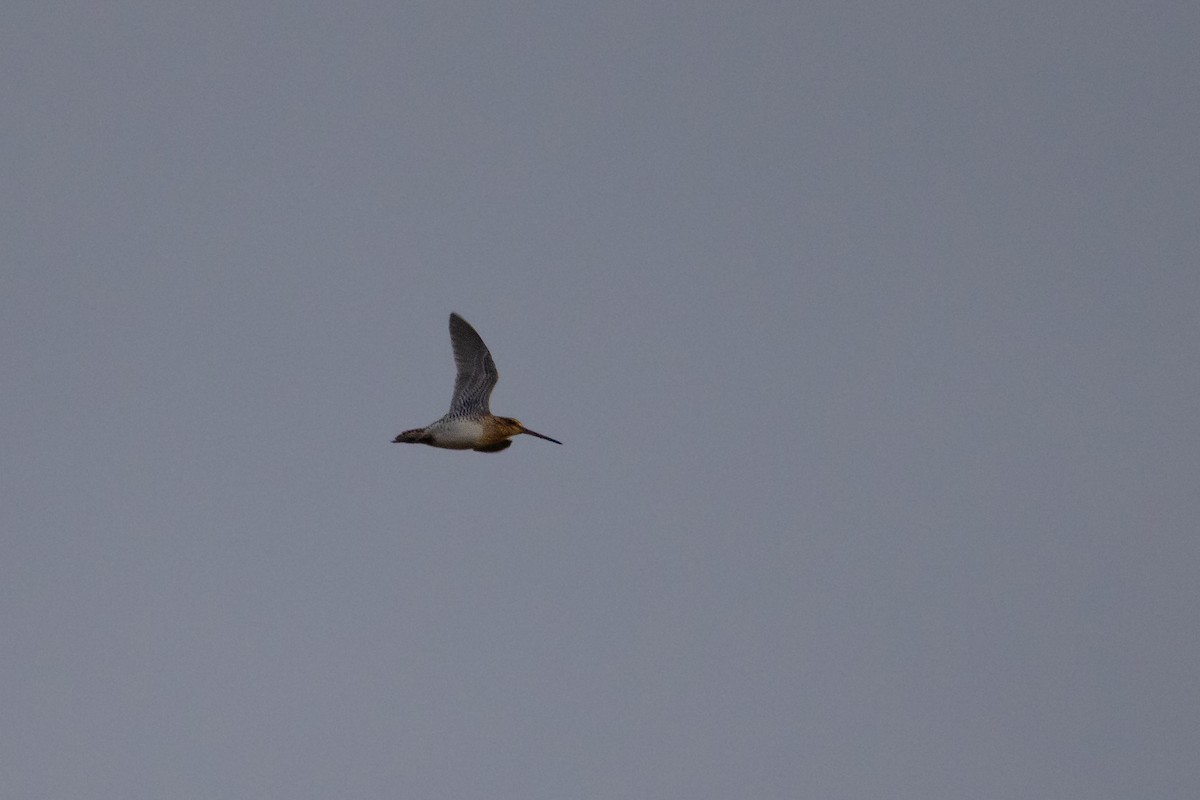 Wilson's Snipe - ML646140569