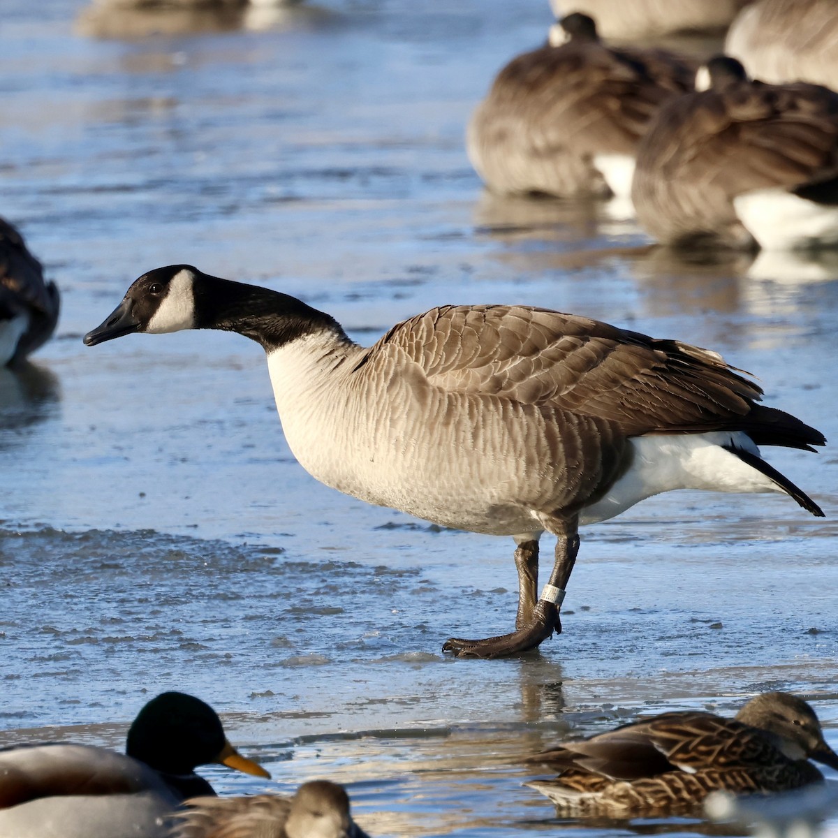 Canada Goose - ML646140571