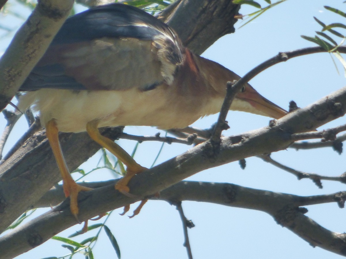 Least Bittern - ML646140574