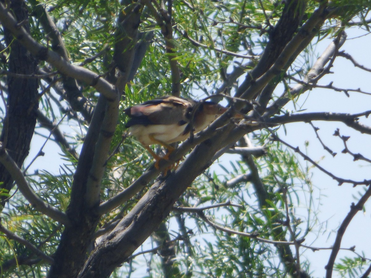 Least Bittern - ML646140575