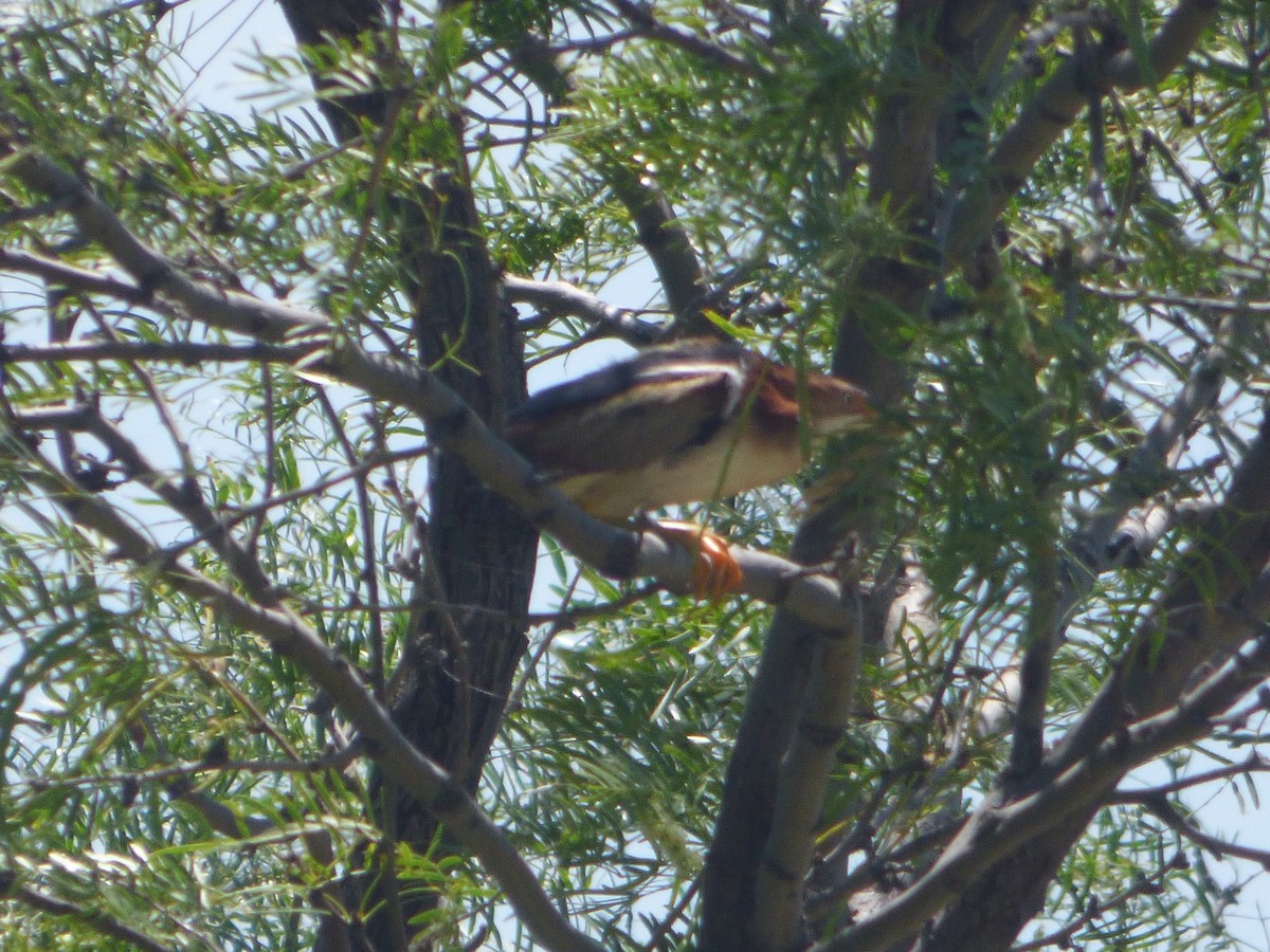 Least Bittern - ML646140576