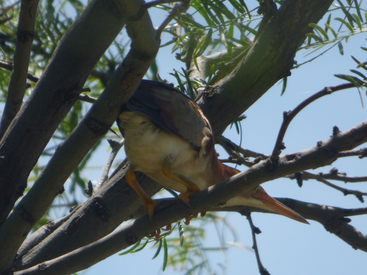 Least Bittern - ML646140577