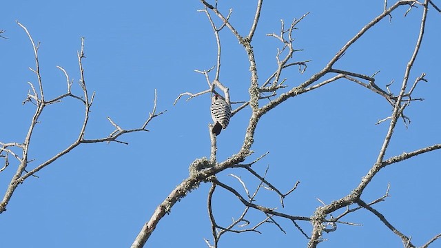 Pico Mexicano - ML646140578