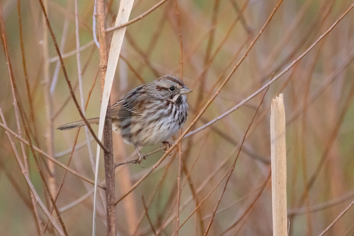 Song Sparrow - ML646140579