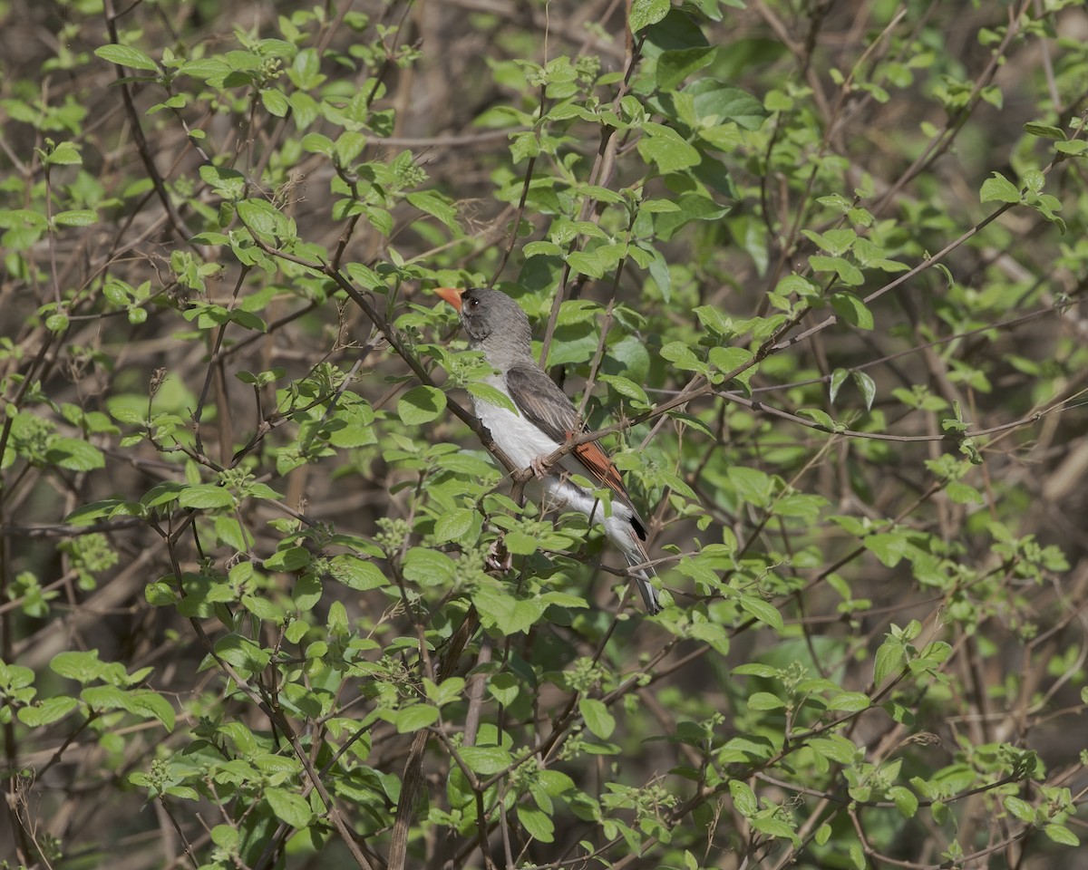 Red-headed Weaver - ML646140583