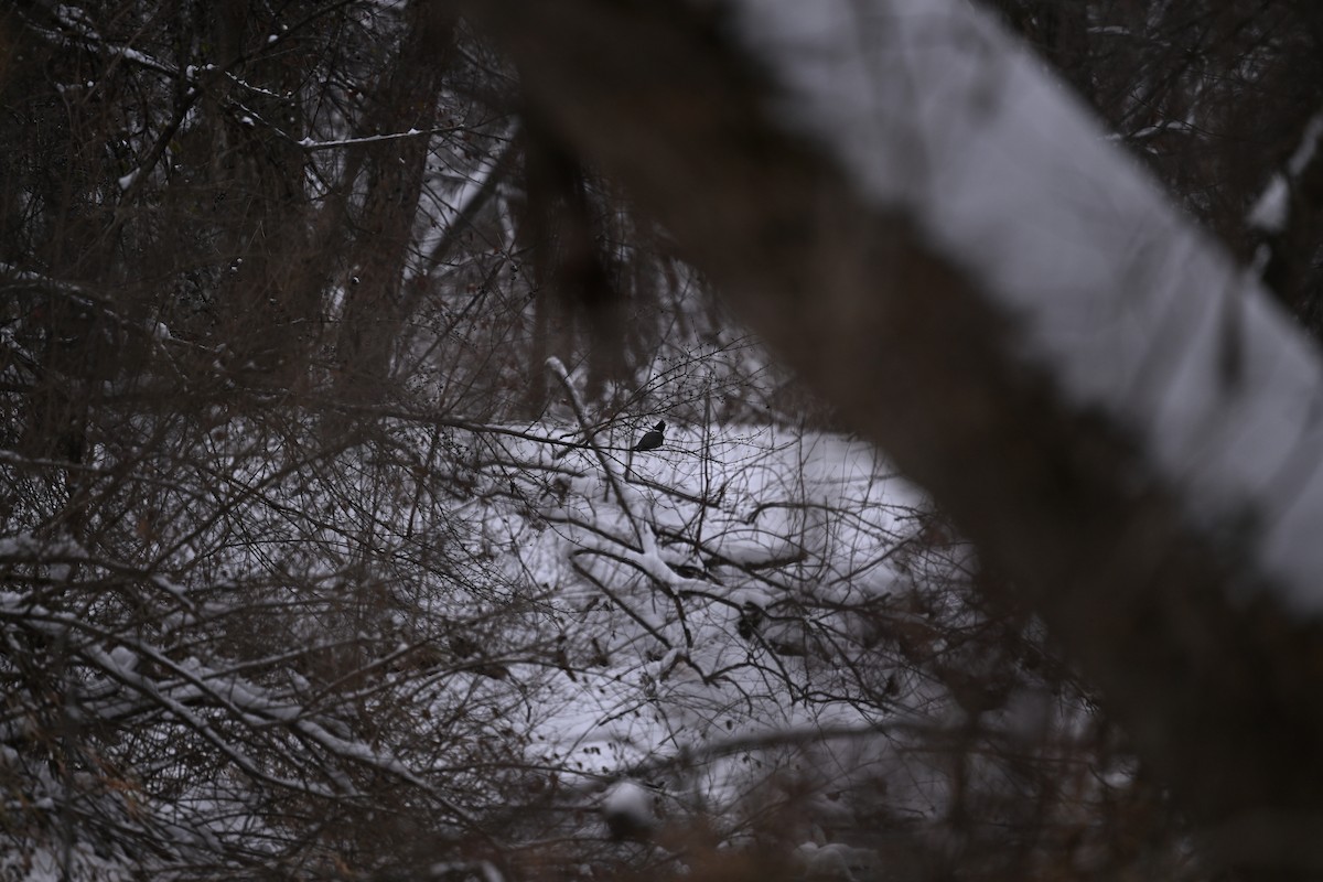 Belted Kingfisher - ML646140587