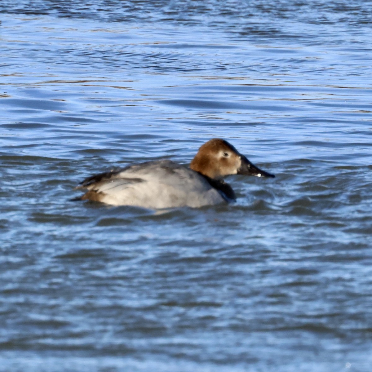 Fuligule à dos blanc - ML646140589