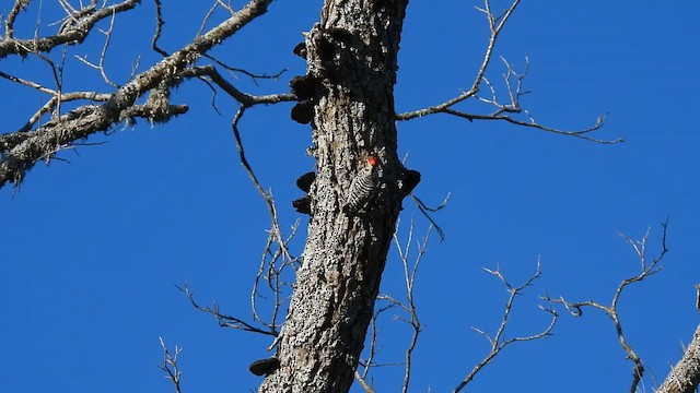 Pico Mexicano - ML646140593