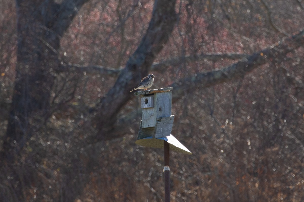 American Kestrel - ML646140605