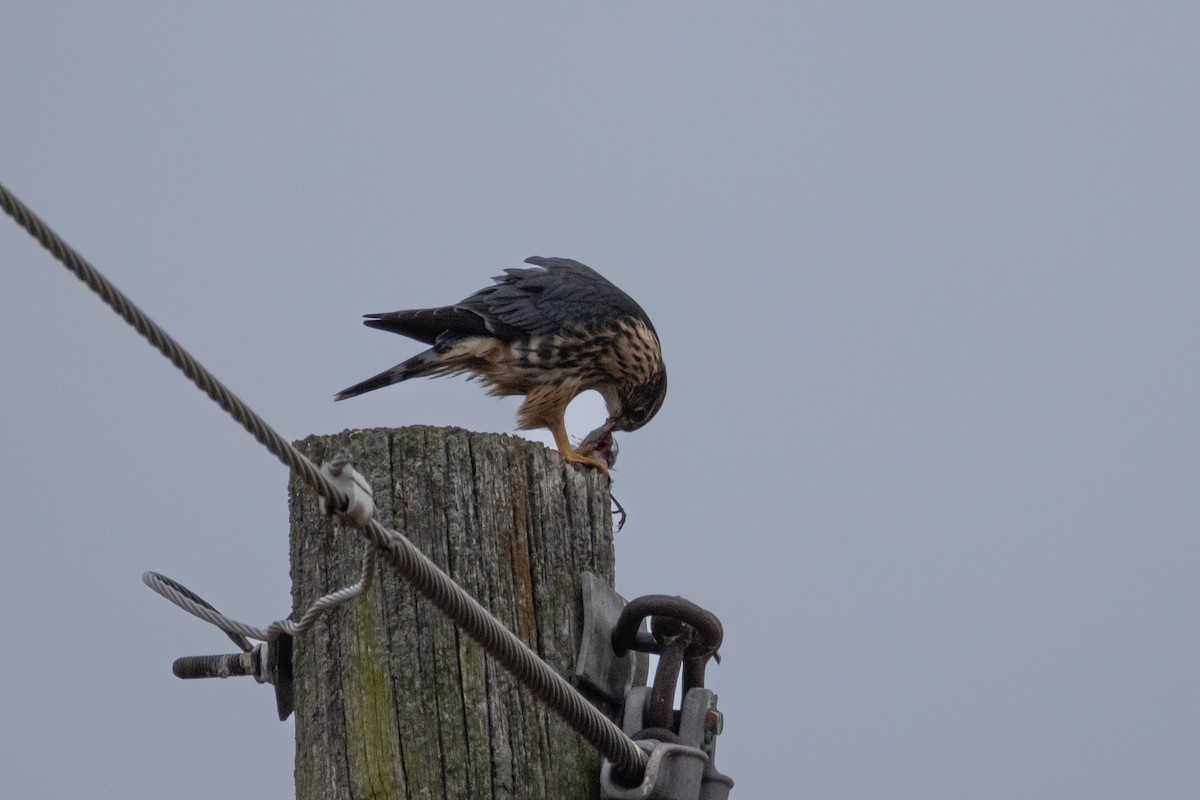 Merlin - ML646140608