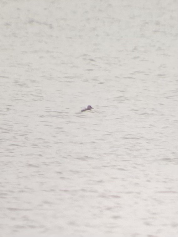 Velvet Scoter - ML646140609