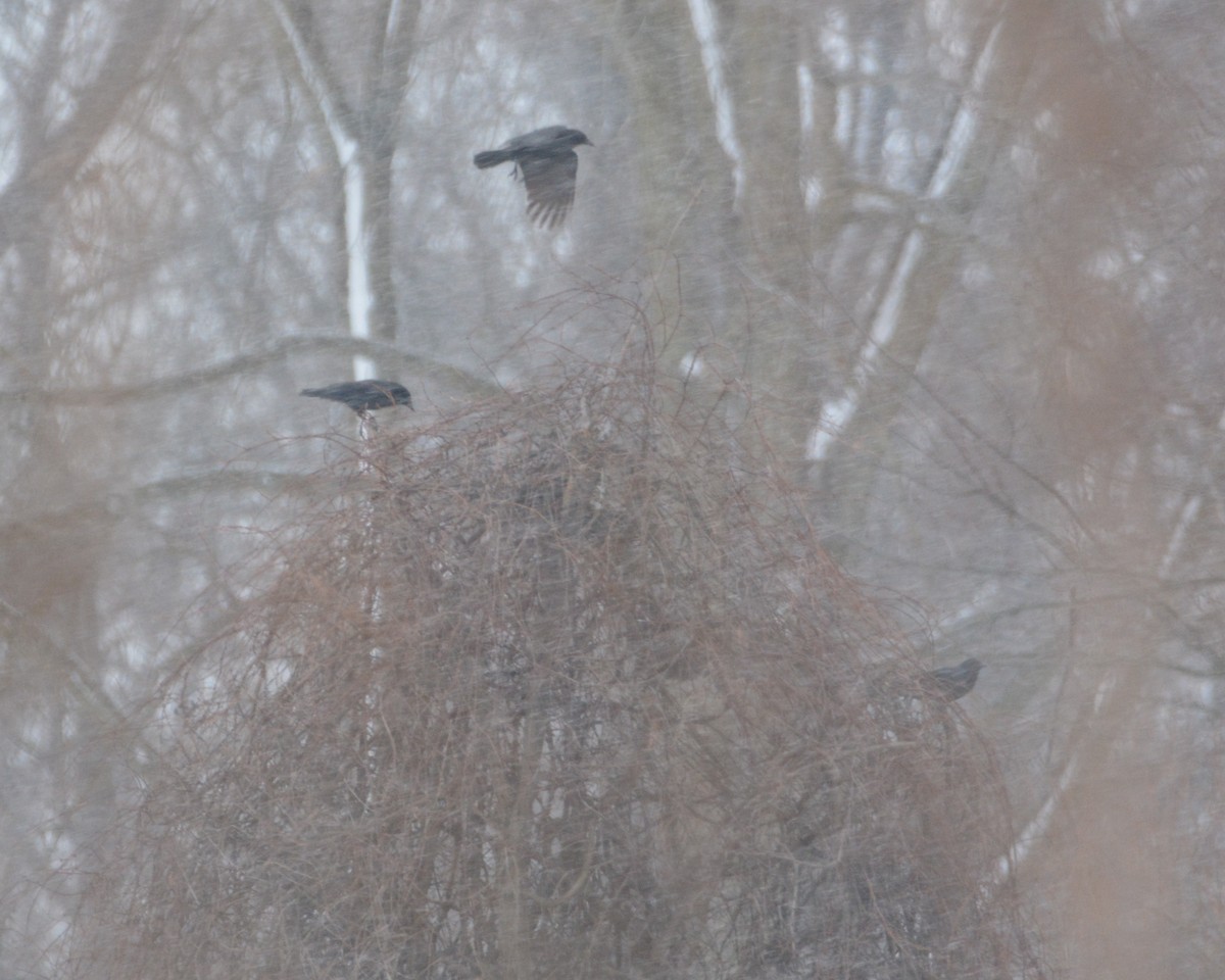 American Crow - ML646140612