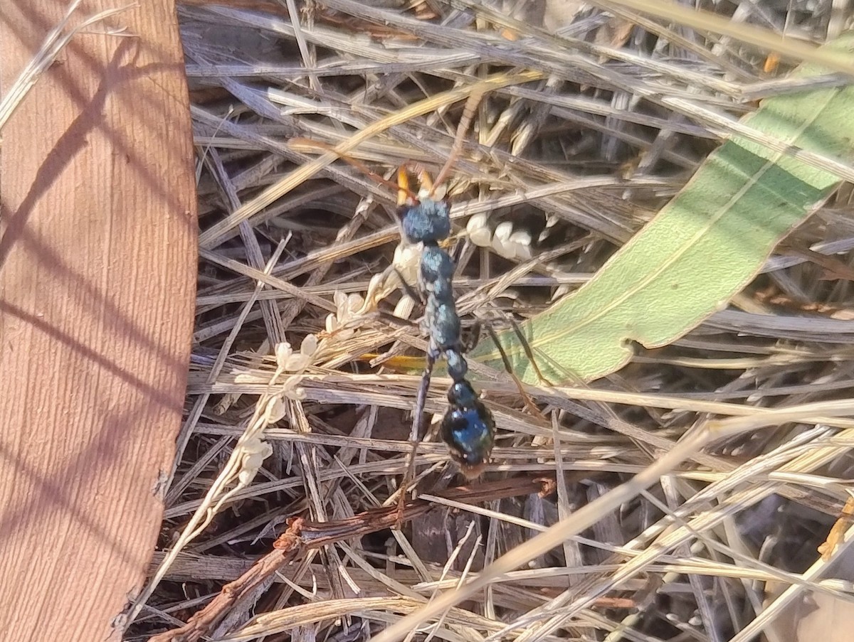 Bull Ants - ML646140628