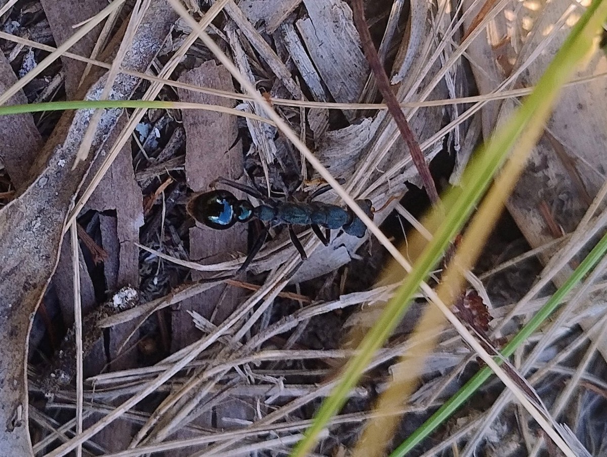 Bull Ants - ML646140629