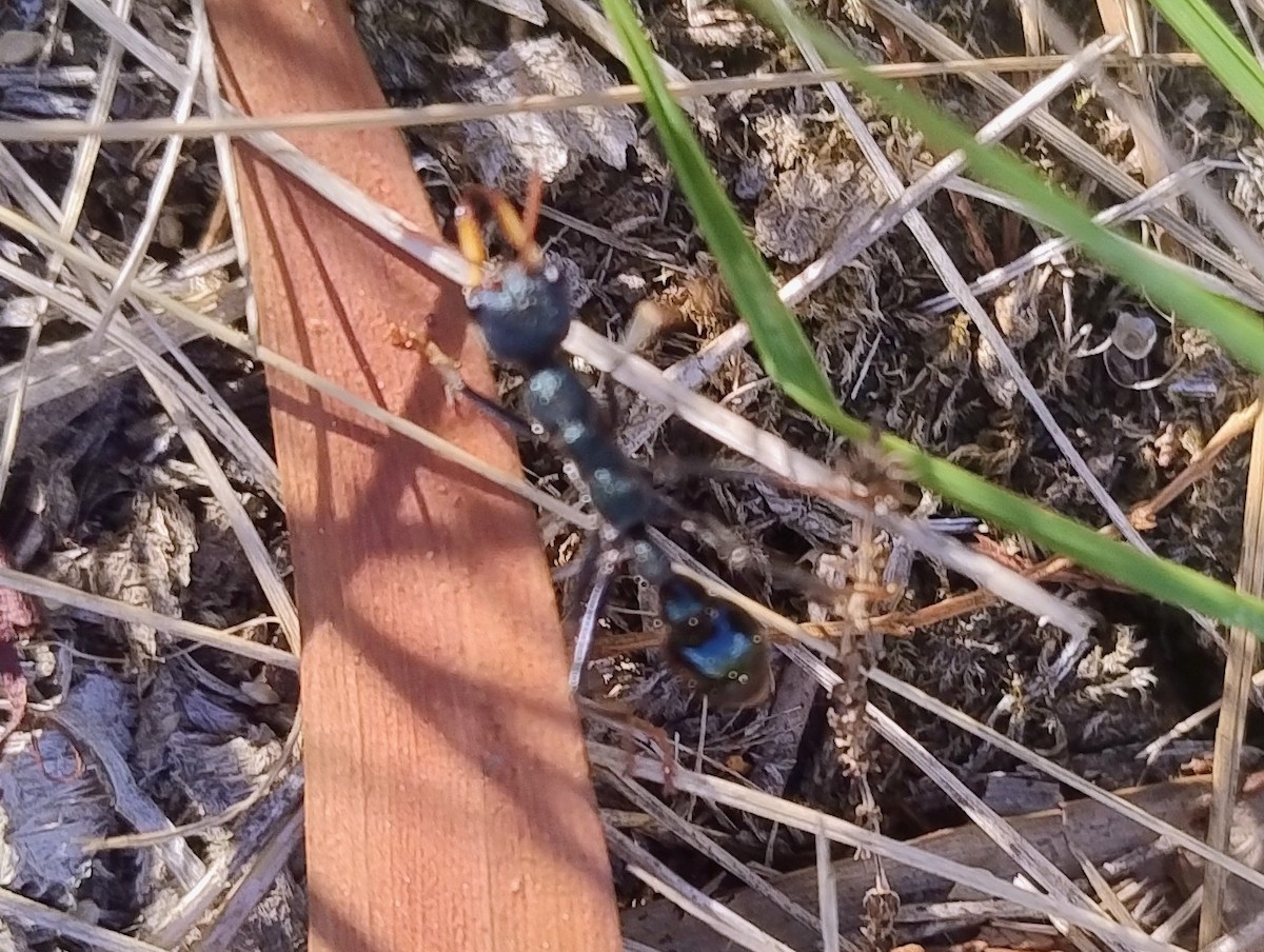 Bull Ants - ML646140630