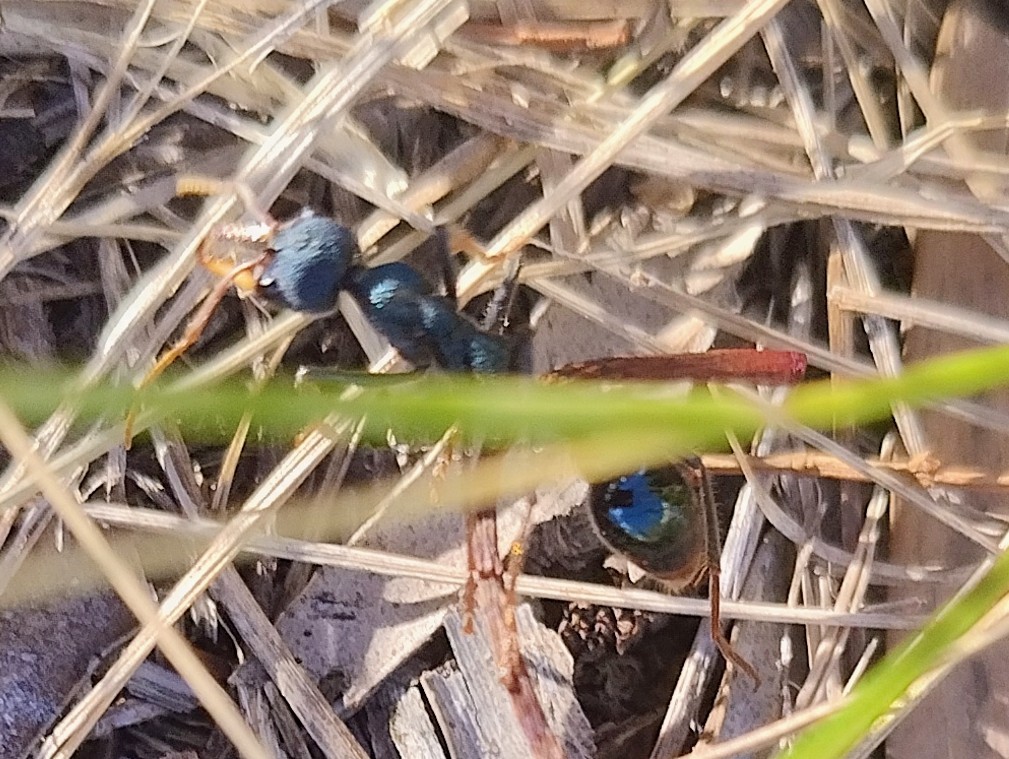 Bull Ants - ML646140632