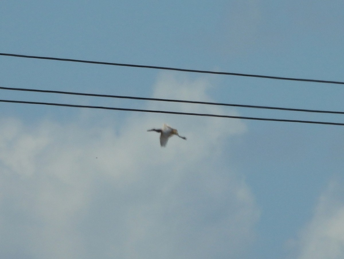 Jabiru - ML646140636