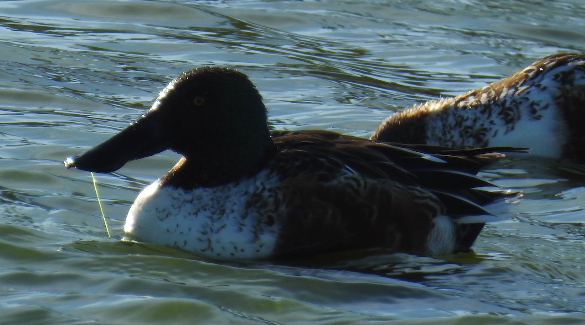 Northern Shoveler - ML646140640
