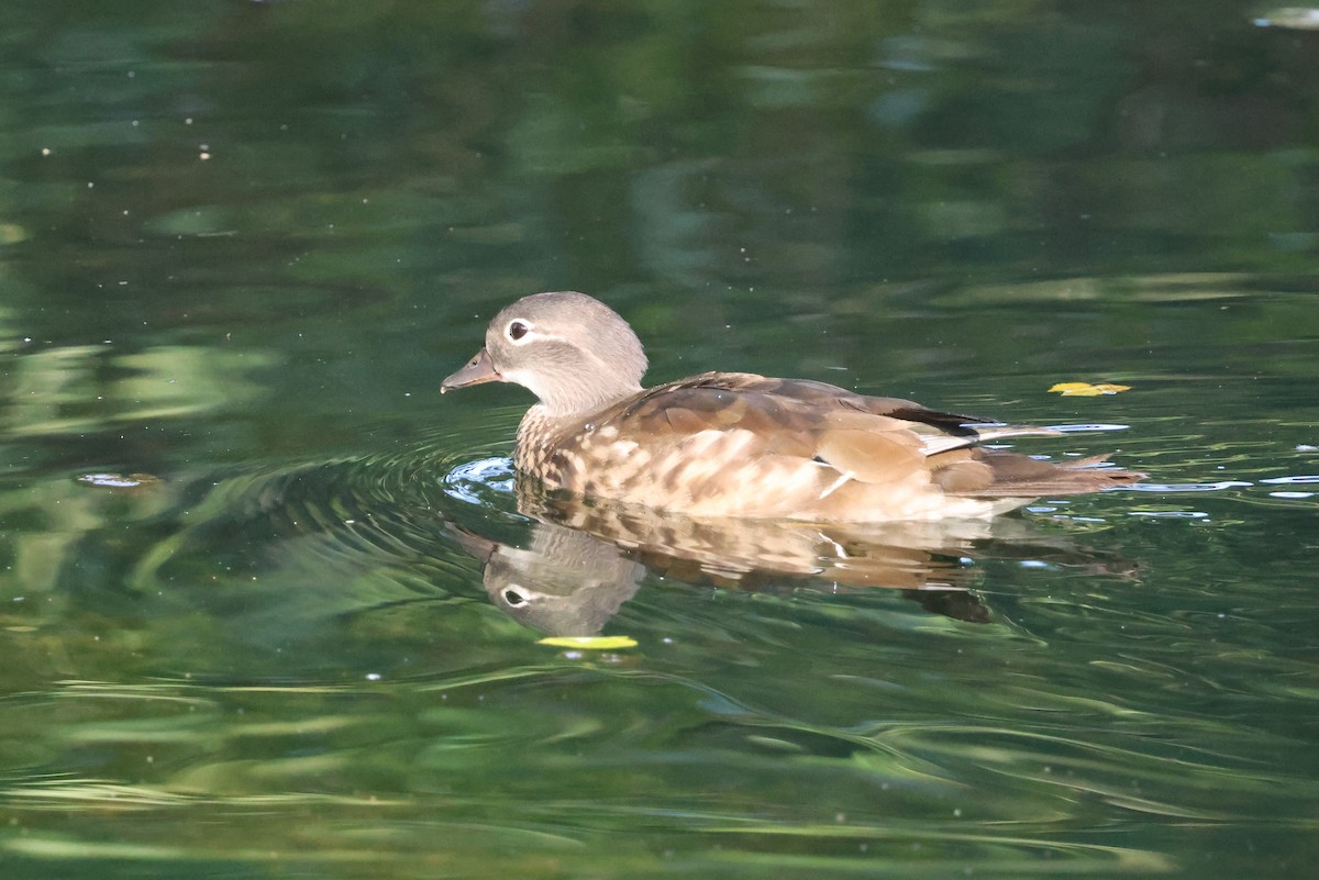 Mandarin Duck - ML646140642