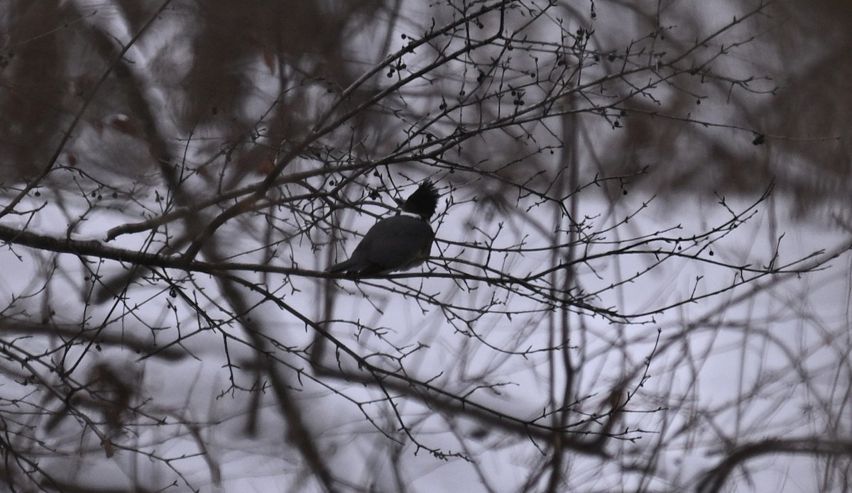 Belted Kingfisher - ML646140644