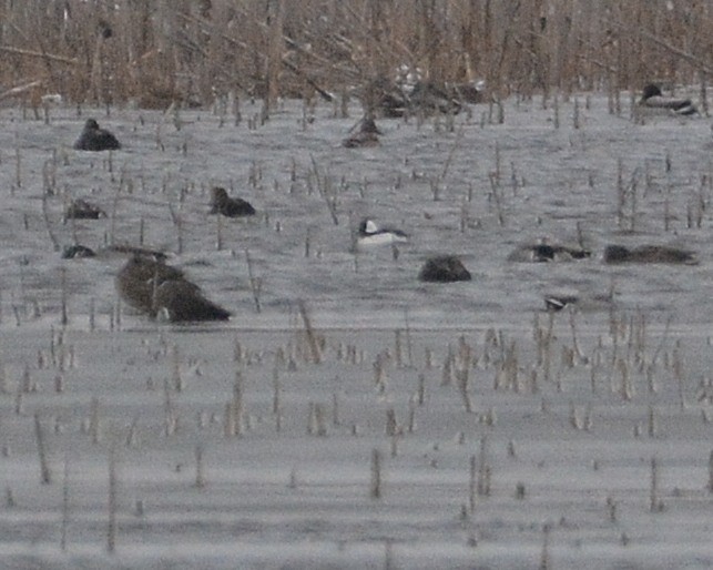 Bufflehead - ML646140648