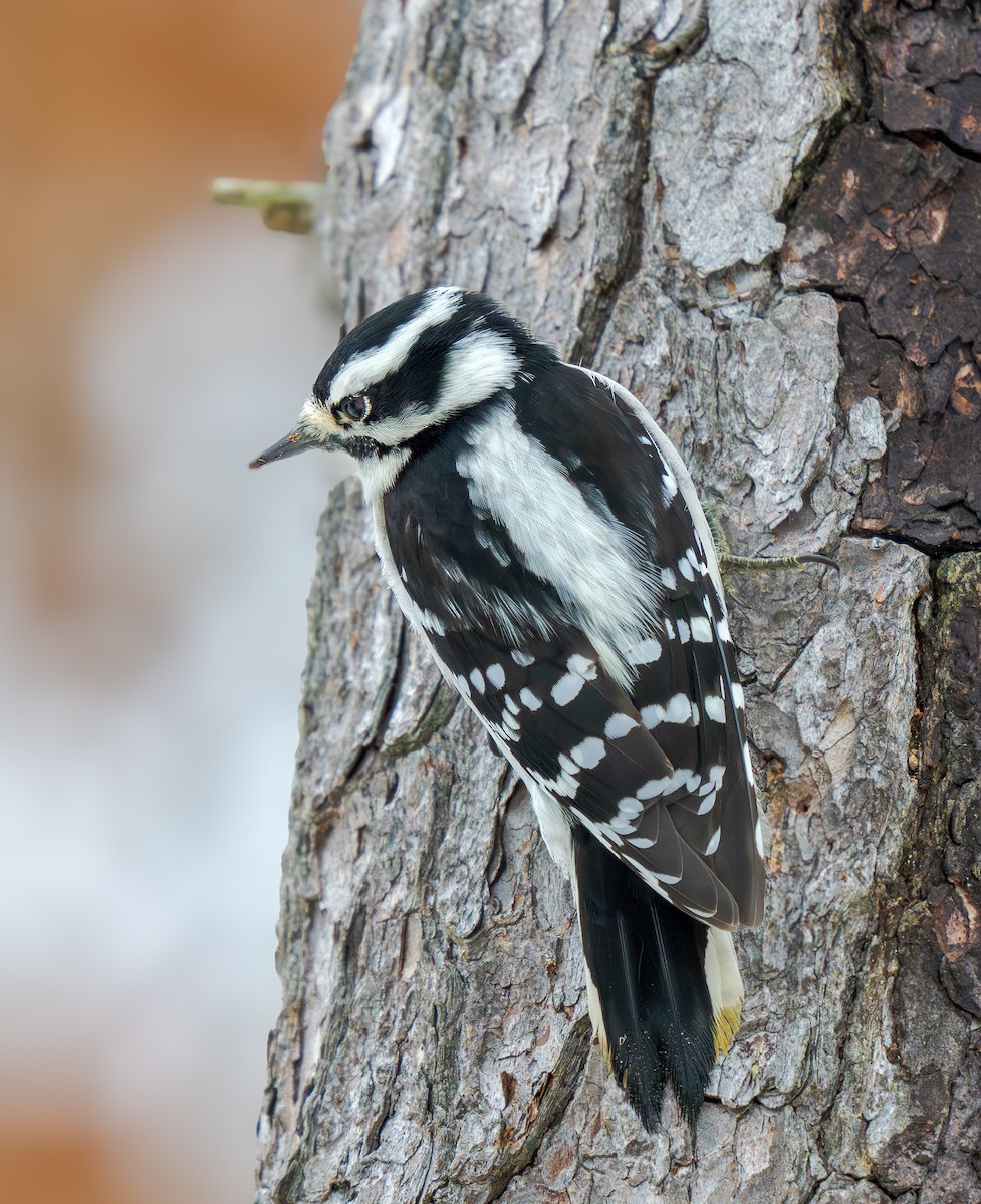 strakapoud osikový - ML646140650