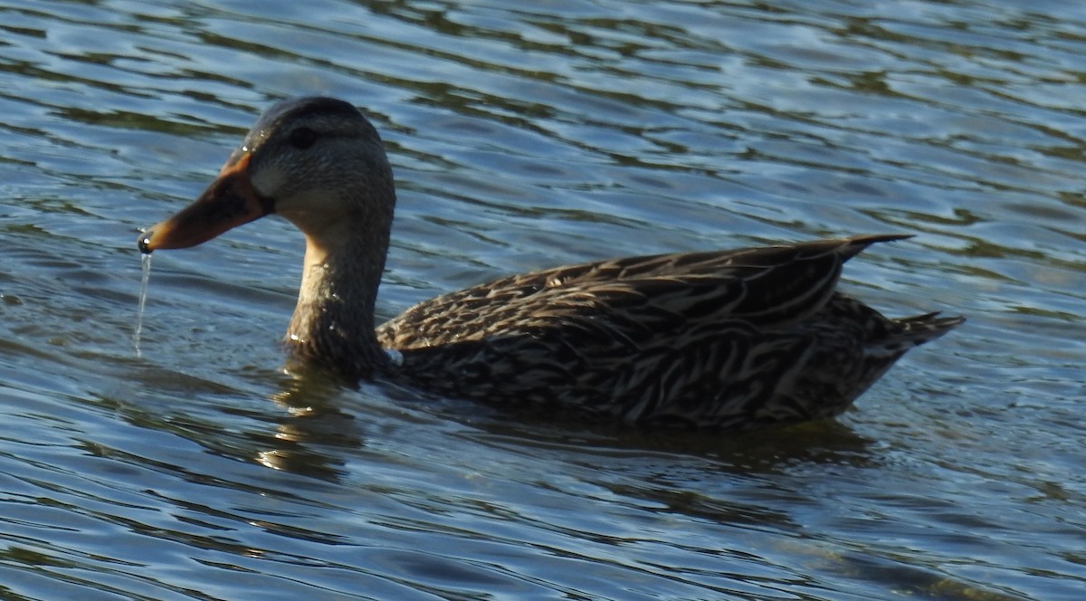 雑種 マガモ ｘ マダラガモ - ML646140652