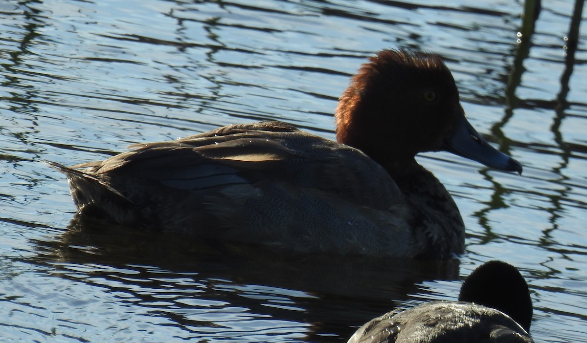 Redhead - ML646140663