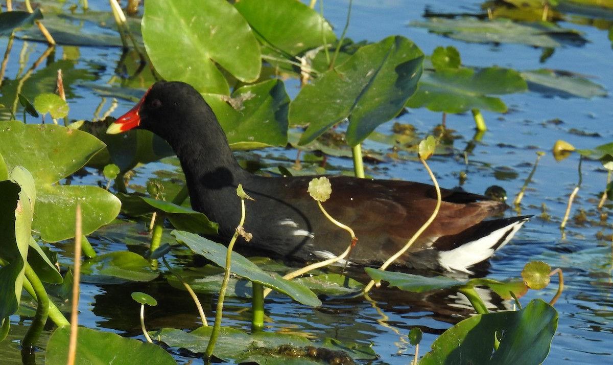 slípka americká - ML646140673