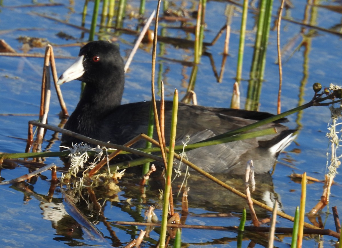American Coot - ML646140686