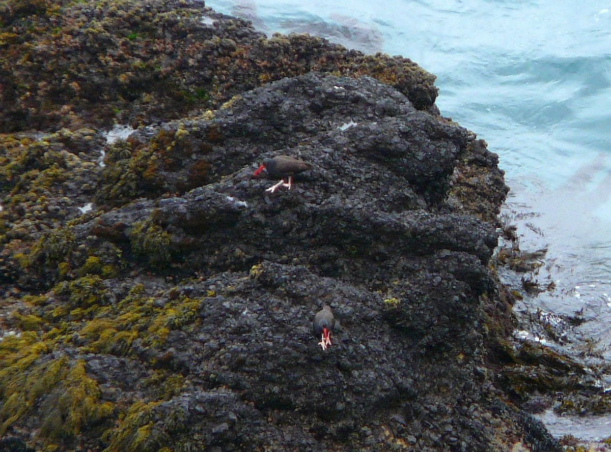 Black Oystercatcher - ML646140687