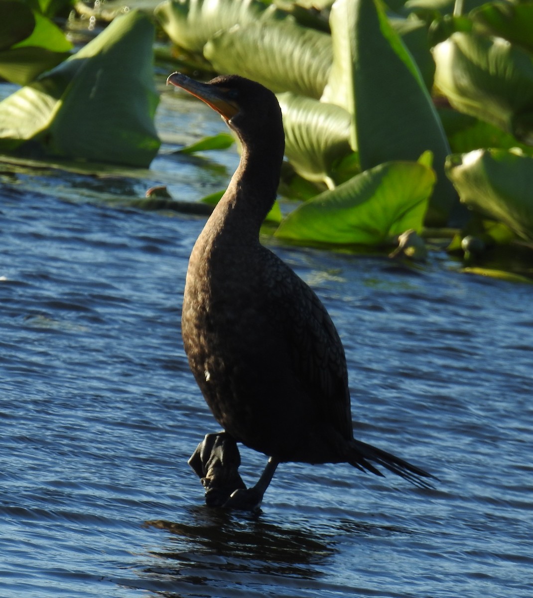 Double-crested Cormorant - ML646140694