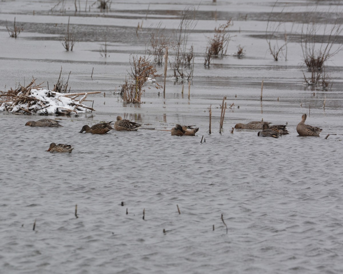 Northern Shoveler - ML646140695