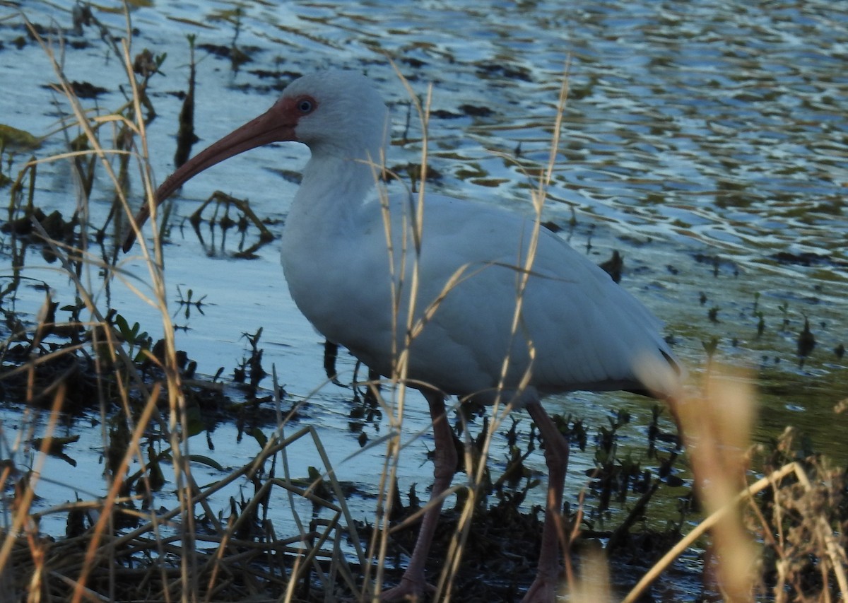 White Ibis - ML646140701