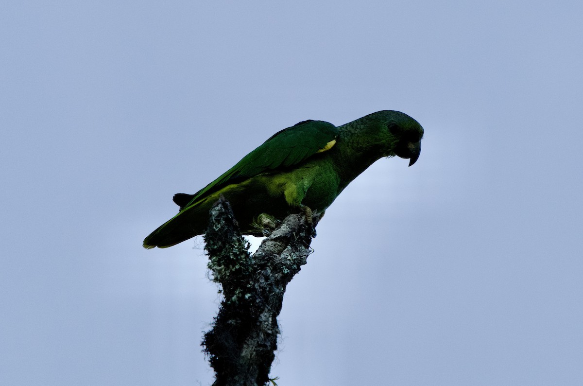 Scaly-naped Amazon - ML646140702
