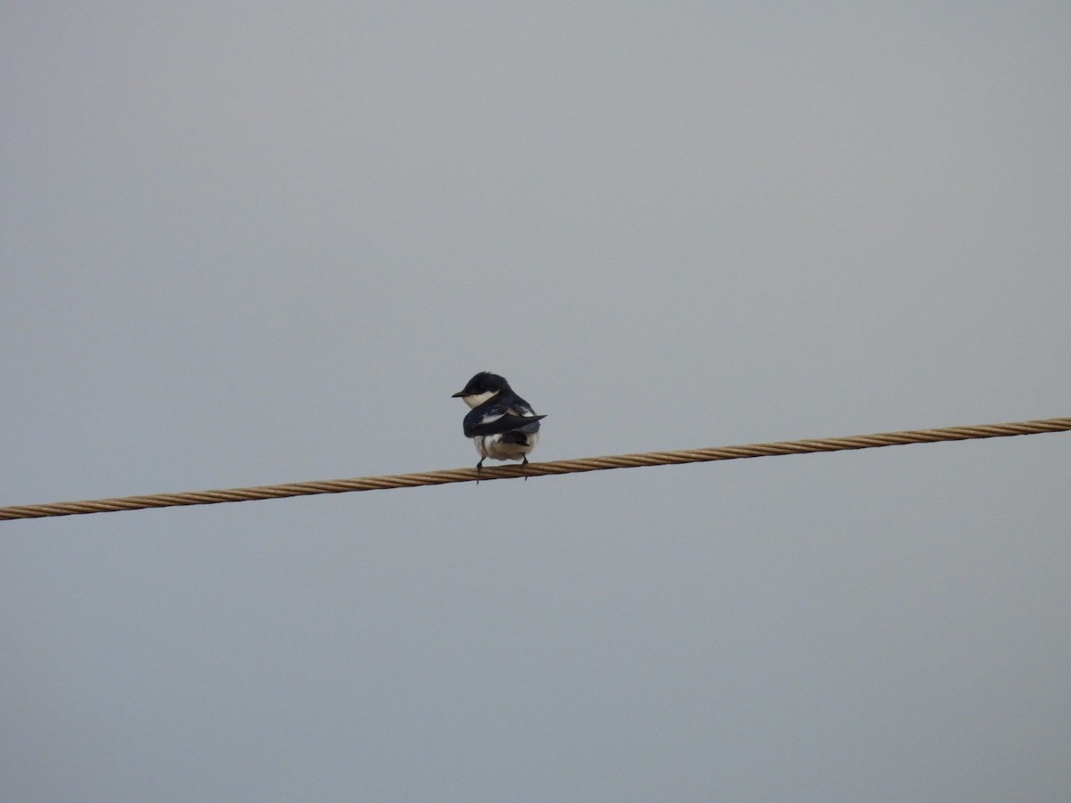 White-winged Swallow - ML646140703