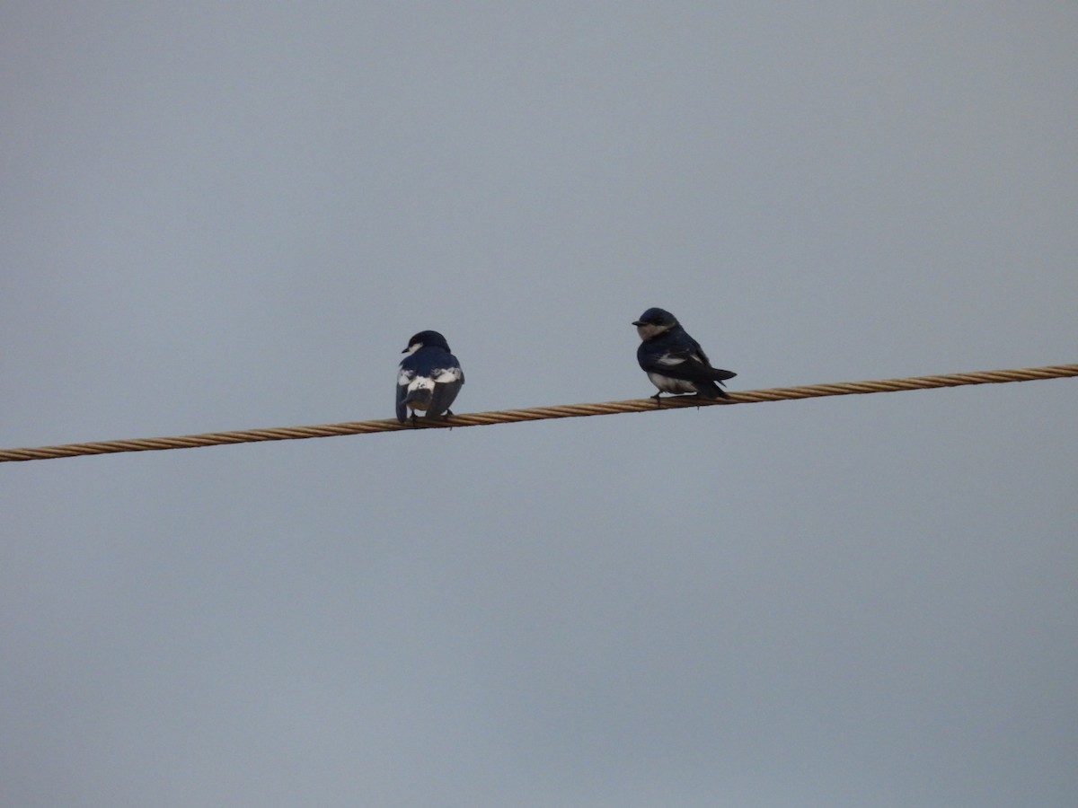 White-winged Swallow - ML646140704