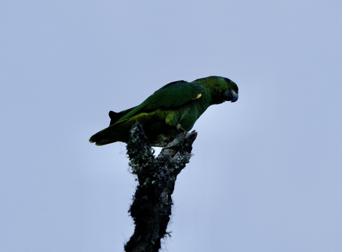 Scaly-naped Amazon - ML646140708