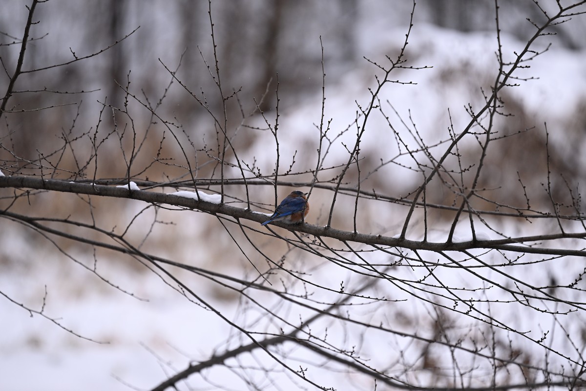 Eastern Bluebird - ML646140710