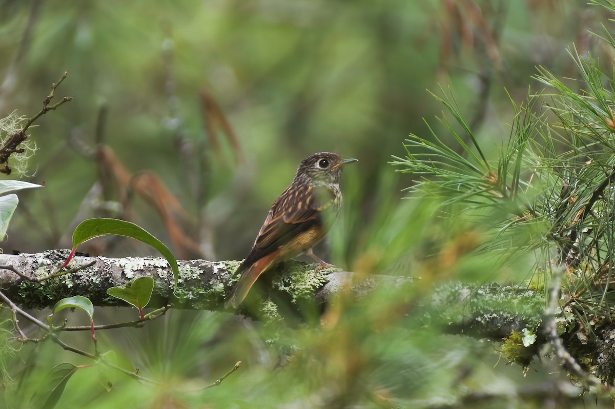 Ferruginous Flycatcher - ML646140711